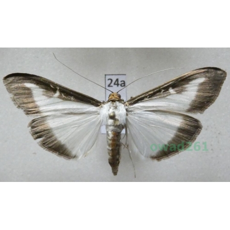 Cydalima perspectalis (Walker, 1859) Poland24a